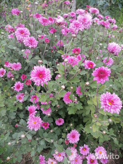 Хризантема