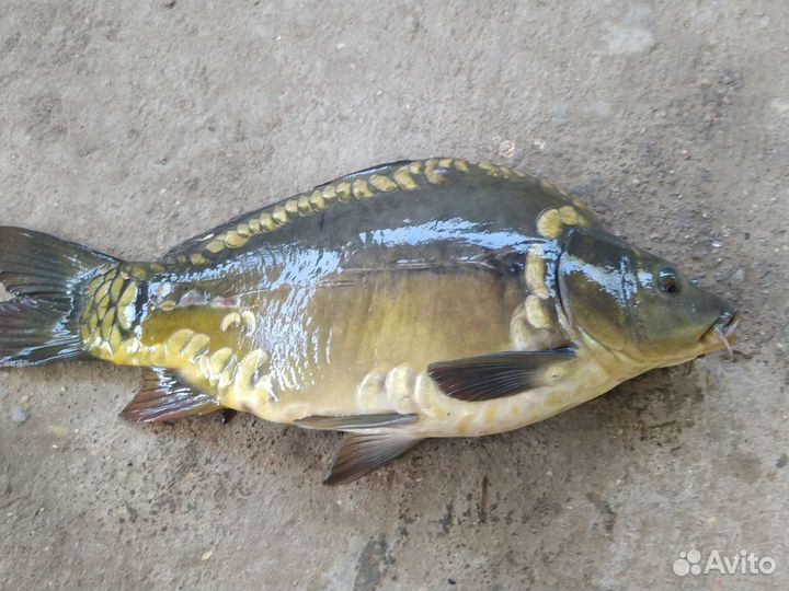 Живая рыба оптом карп