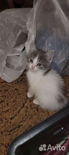 Котята в добрые руки бесплатно