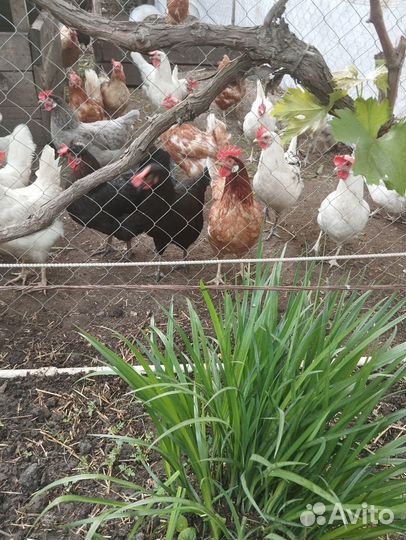 Домашние и инкубационные куриные яйца