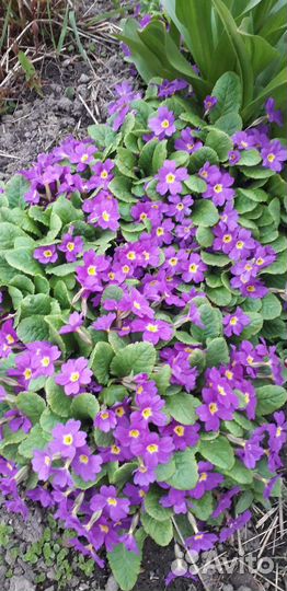 Папоротник