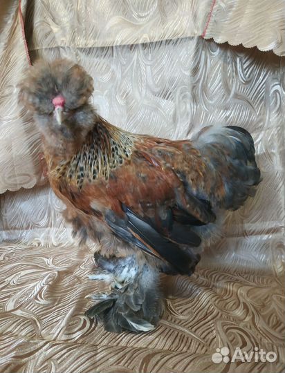 Шелковая курочка и петушок сизли