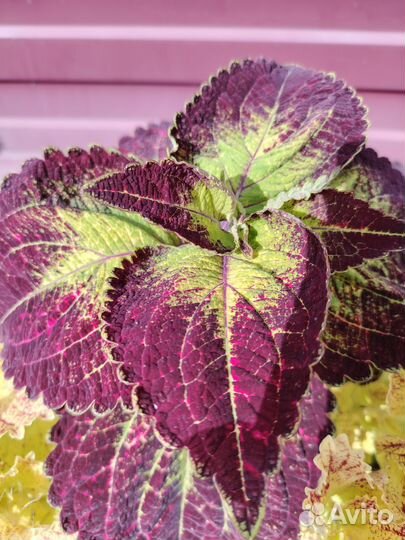 Колеусы вегетативные