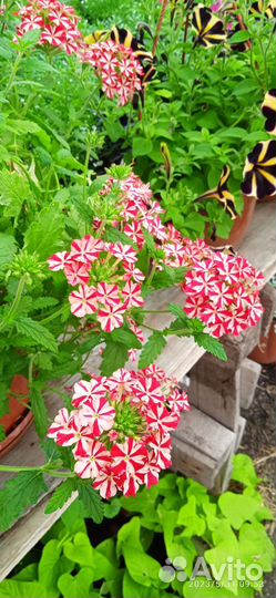 Рассада цветов в кашпо