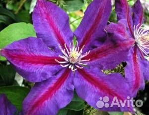 Клематисы в горшке Р9