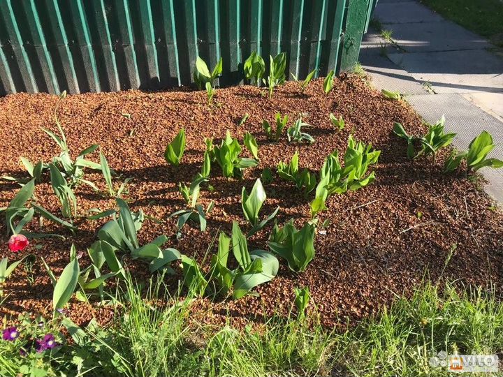 Шелуха кедровой шишки-Тунга, мульча, удобрение