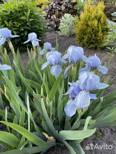 Ирис карликовый Блу Денум
