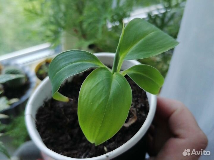 Душистая герань, хойя, банан декорат, фикус