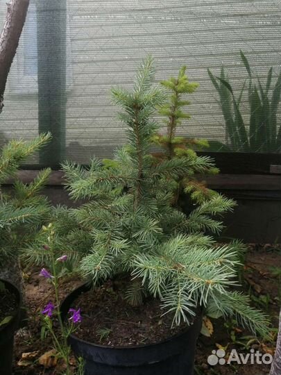 Редкие растения для сада