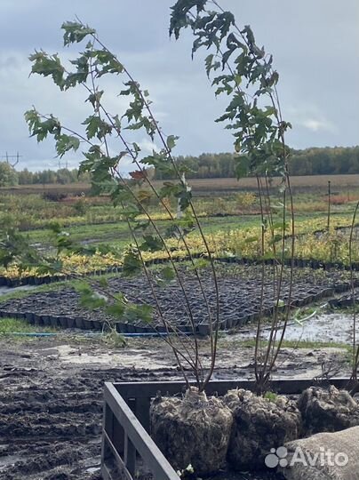 Клен гиннала