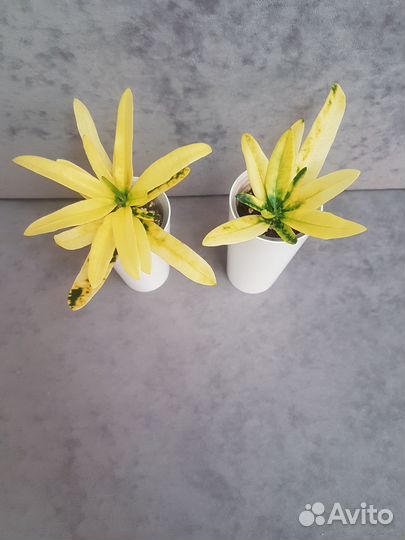 Кротон Санни стар