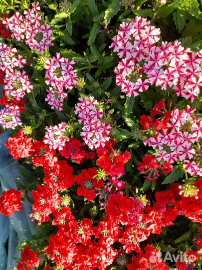 Вегетативная вербена