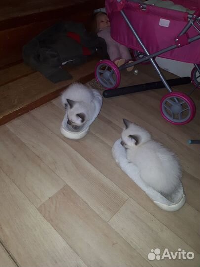Котенок Тайский