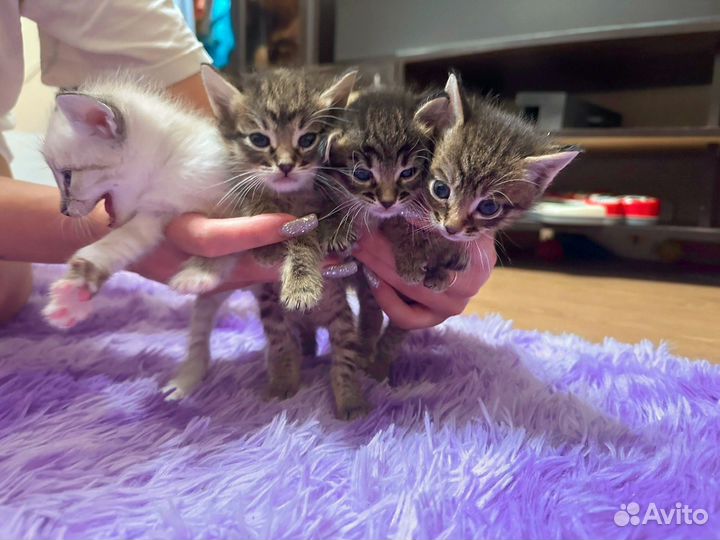 Котята в добрые руки