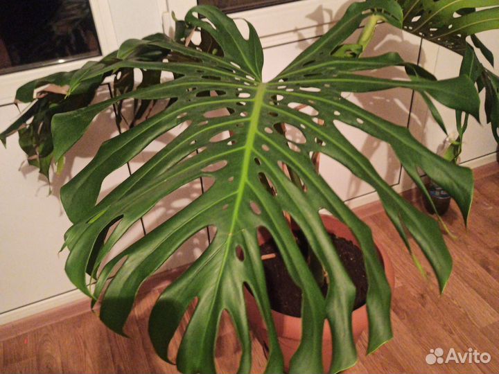 Комнатные цветы