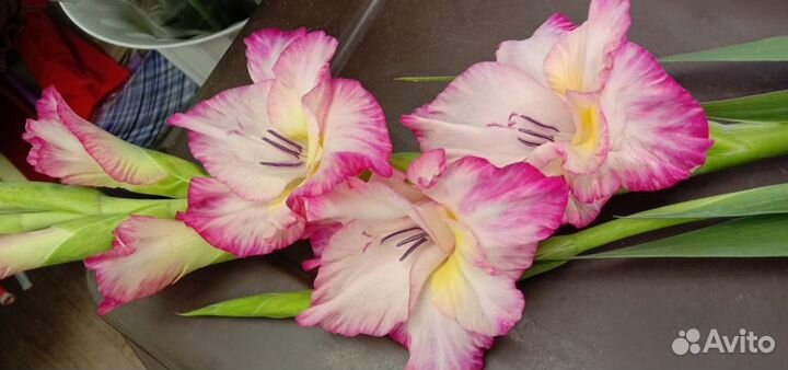 Гладиолусы