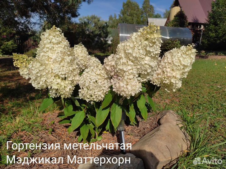 Гортензия метельчатая