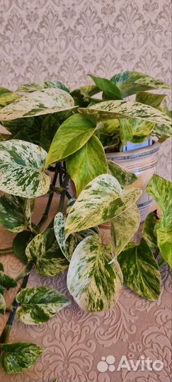 Сциндапсус марбл квин