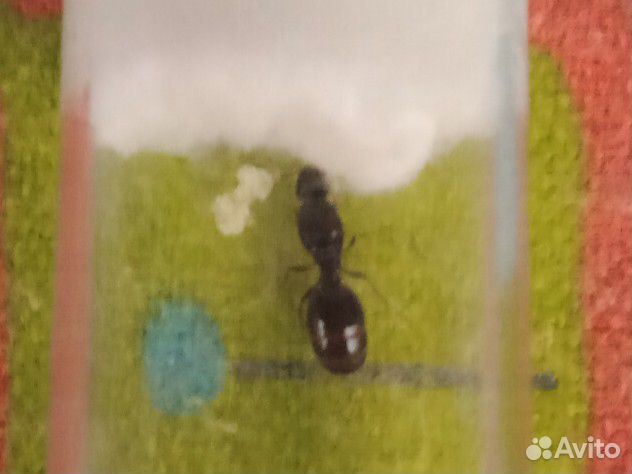 Муравьи-camponotus ethiopsis,и другие