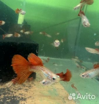 Коридорас альбинос 30р