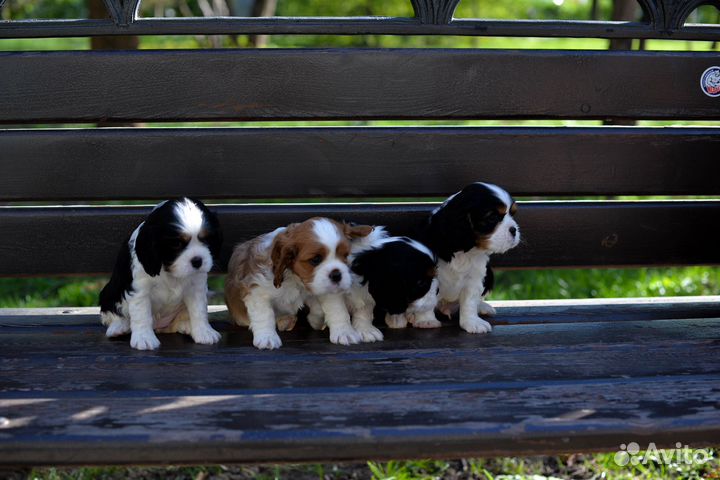 Щенки Кавалер кинг чарльз спаниельль