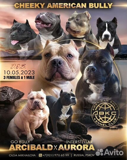 Девочка Американский Булли
