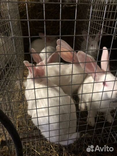 Кролик белый паннон