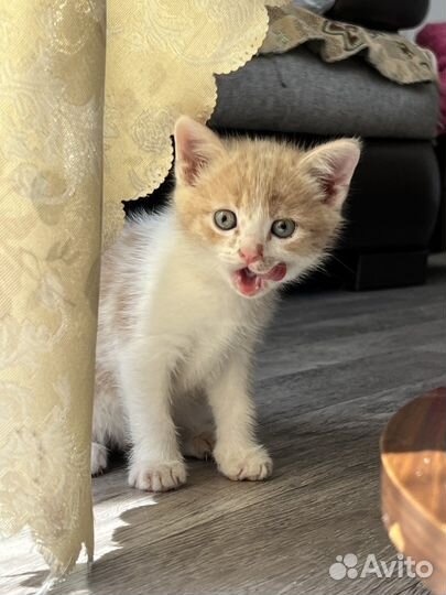 Отдам котят