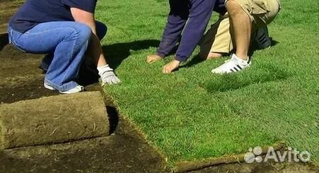Рулонный газон