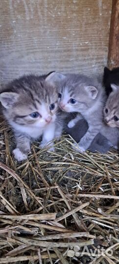 Котята в добрые руки бесплатно