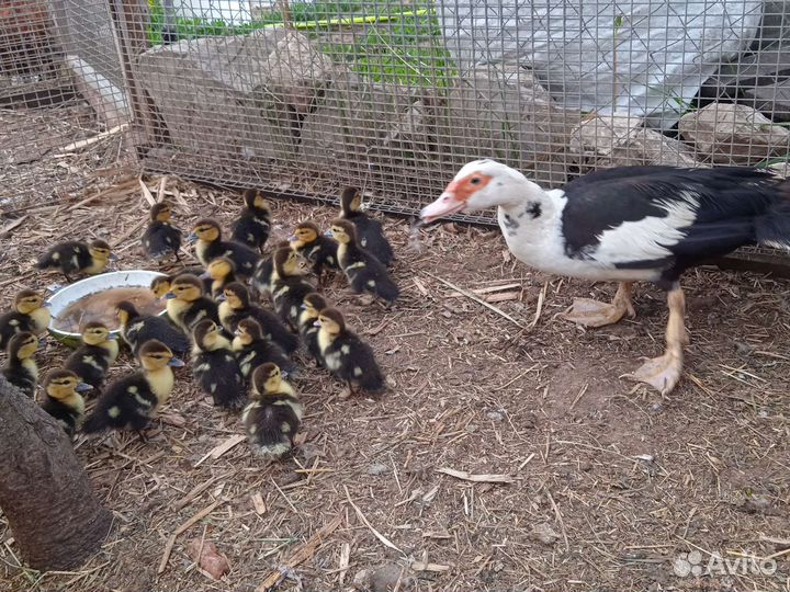 Мускусные утки