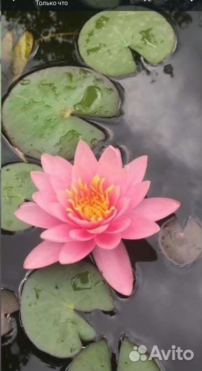 Нимфеи кувшинки