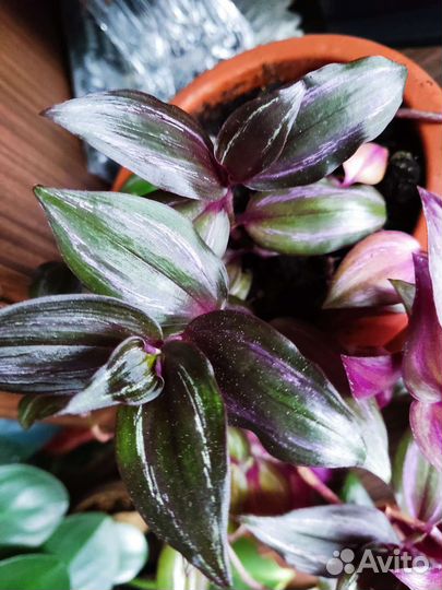 Традесканция Египетская