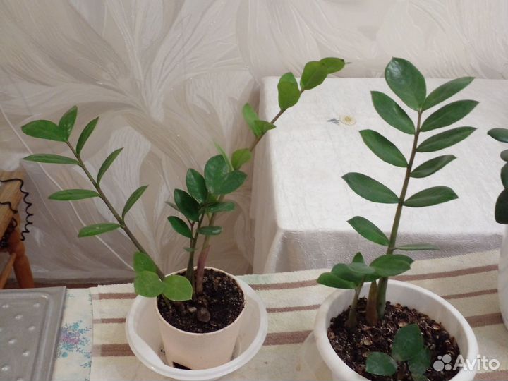 Комнатные цветы