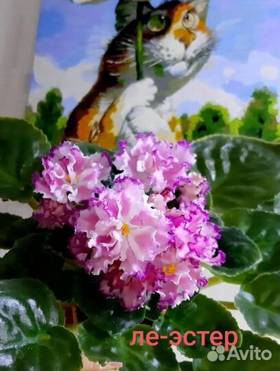 Набор 10 фиалок