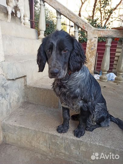 Породистые собаки бесплатно