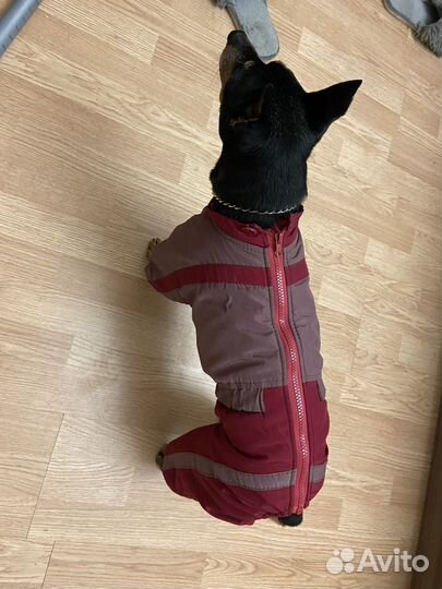 Зимняя одежда для собак