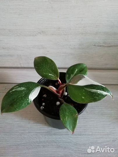 Синг ред спот триколор, фелодендрон, эписция