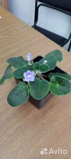 Фиалка цветущая растение комнатное