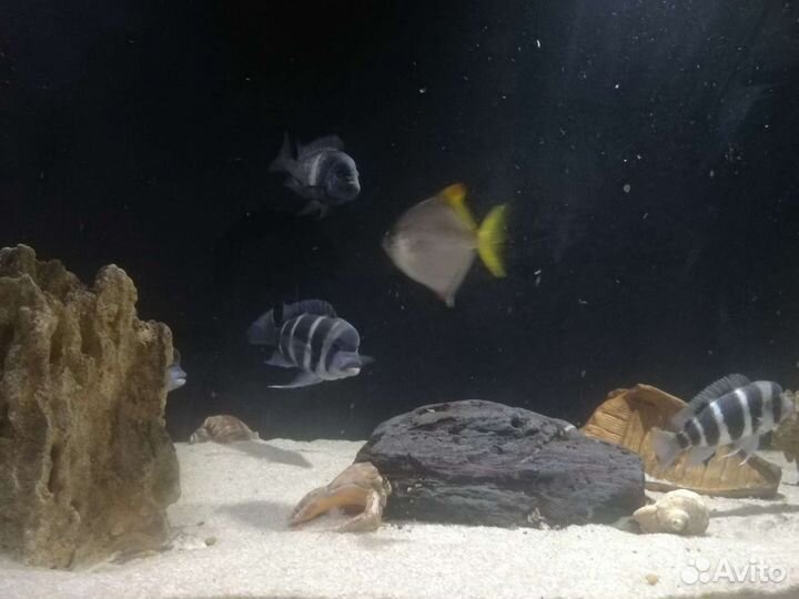 Аквариум на 500 литров с тумбочкой и комплектующих