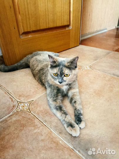 Кошка в дар бесплатно