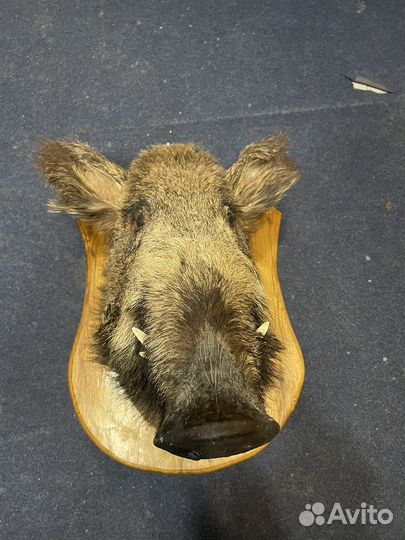 Чучело головы кабана