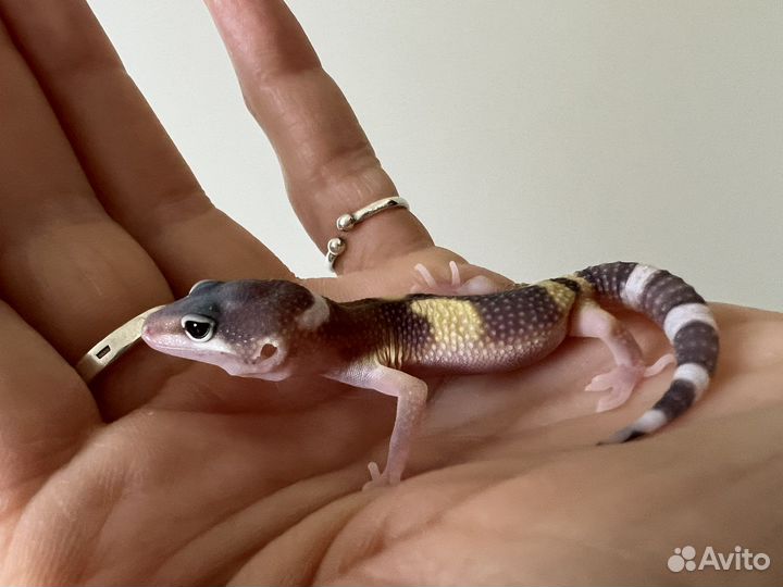 Эублефар малыши