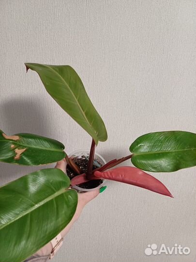 Филодендрон