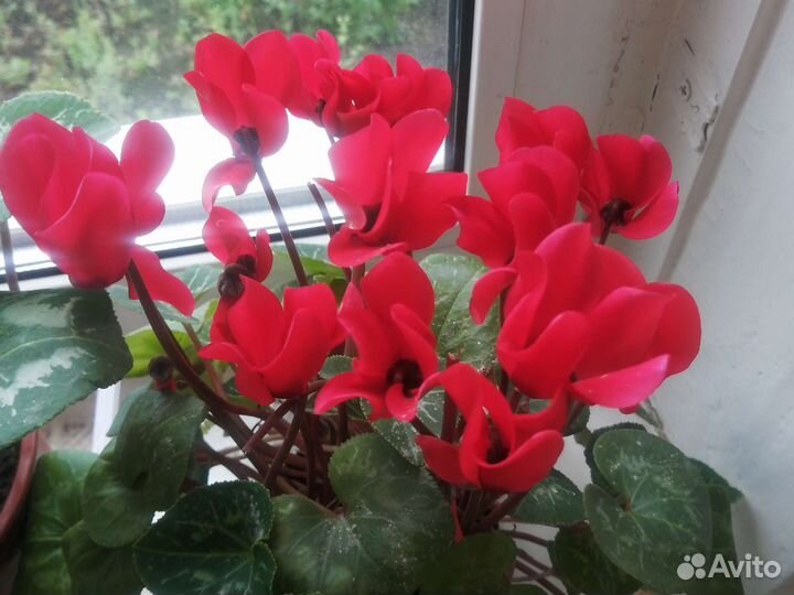 Семена цикламена