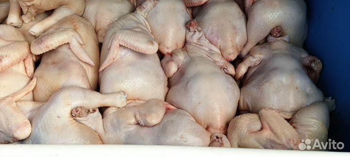 Куры бройлеры мяса