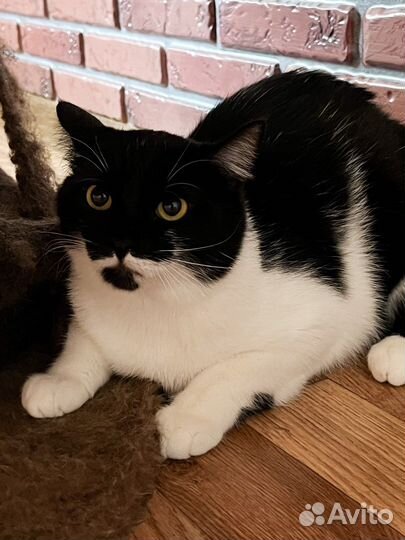 Отдается Кот Маркиз