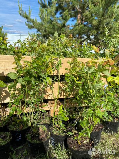 Саженцы 3-х летние Дюк голубика