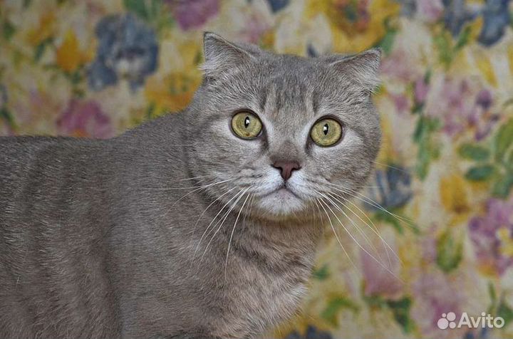 Фанта, 2 года, стерилизована и привита