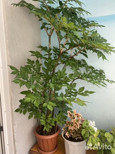 Комнатные цветы фикус и другие